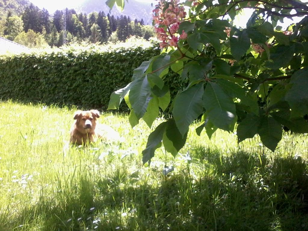 Ferienwohnung Am Pflanzgarten Ebensee Buitenkant foto